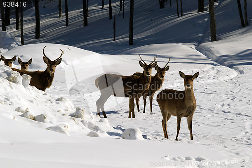 Image of White-tailed deer