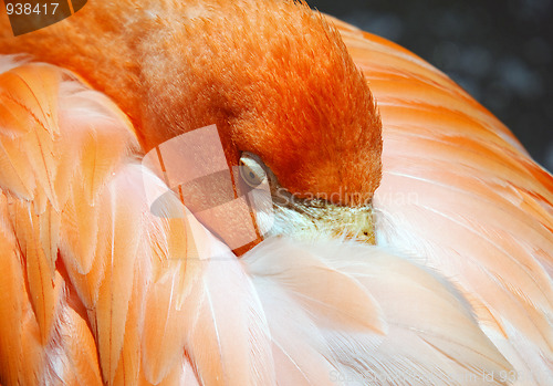 Image of Flamingo