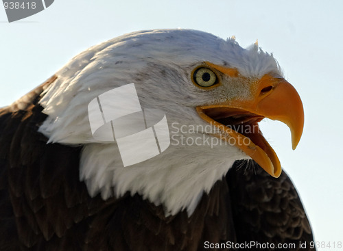 Image of Bald eagle