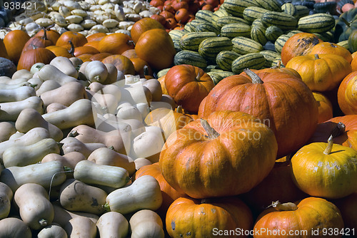 Image of Squash