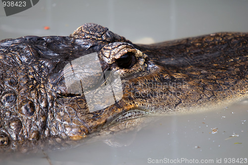 Image of Crocodile head