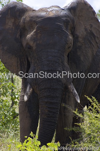 Image of African Elephant