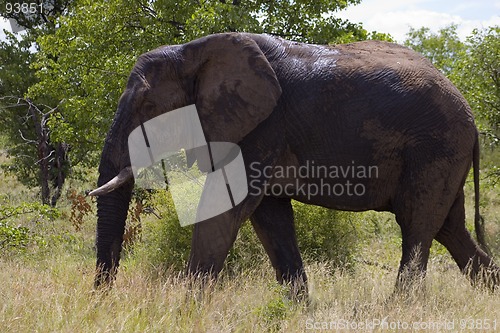 Image of African Elephant