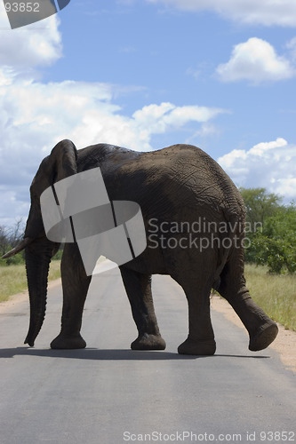 Image of African Elephant