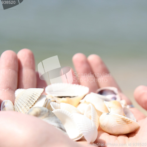 Image of Scallop