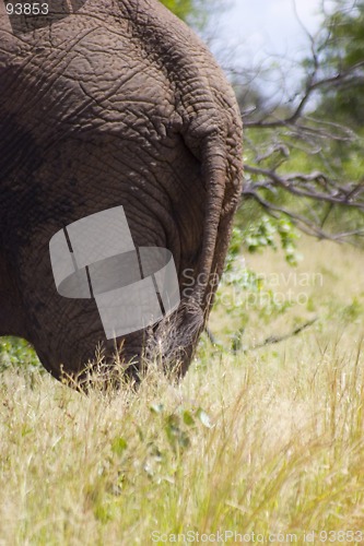 Image of African Elephant