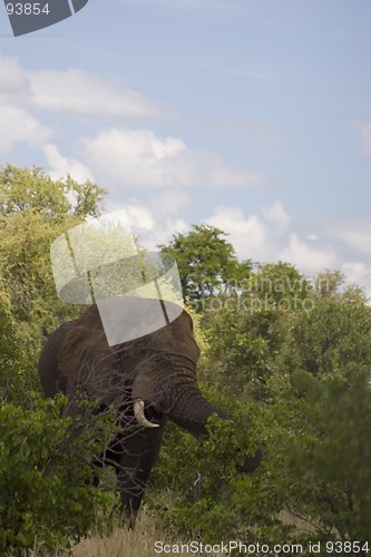 Image of African Elephant