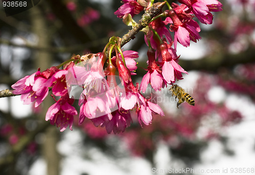 Image of Bougainvillea blossoms with bee on blurred background 