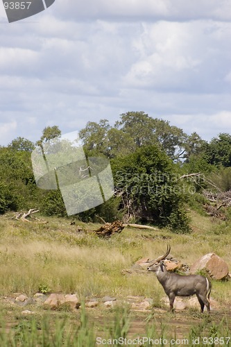 Image of Waterbuck