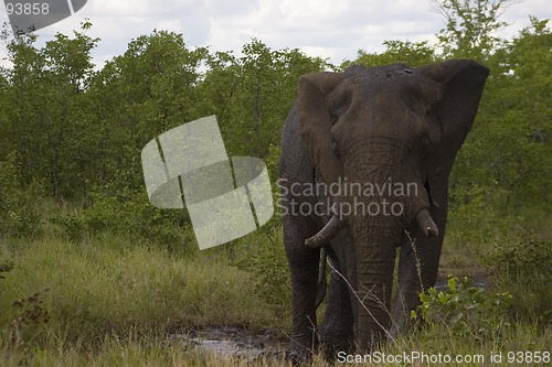 Image of African Elephant