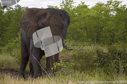 Image of African Elephant