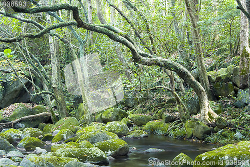 Image of green forest and river 