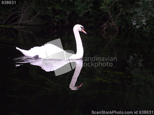 Image of Swan