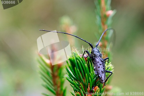 Image of Little bug with dews