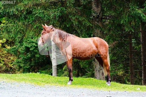 Image of A brown horse in nature