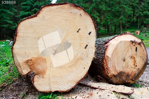 Image of Logs in the forest