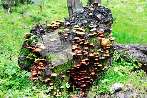 Image of Log overgrown with mushrooms