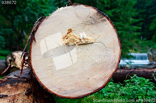 Image of Log cut down in the forest