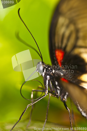 Image of Butterfly