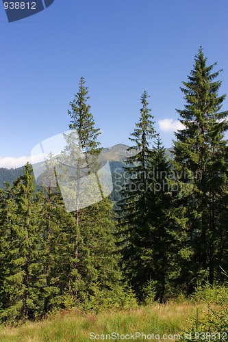 Image of Tall firs