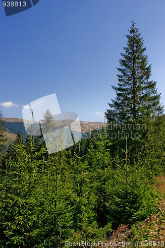 Image of Firs and mountains