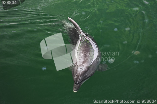 Image of Dolphin and medusas