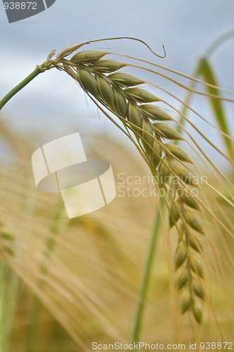 Image of Wheat Ear