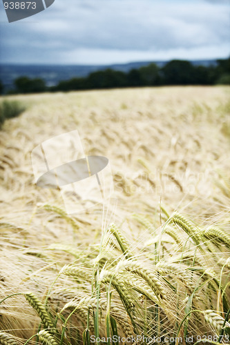 Image of Wheatfield