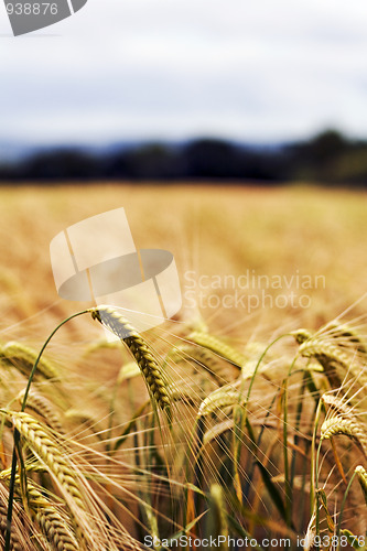 Image of Devon Wheat Field