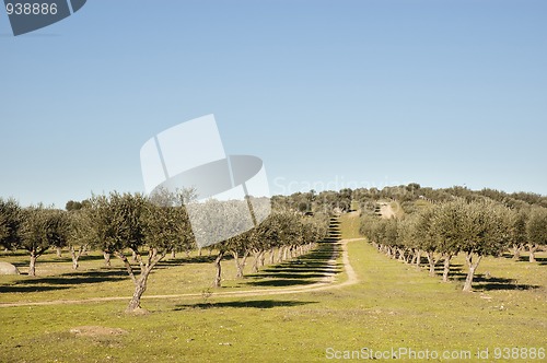 Image of Olive grove