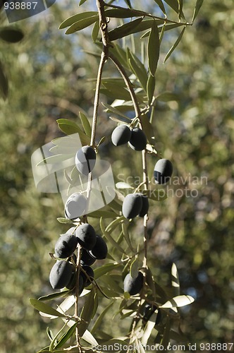 Image of Bunch of Olives