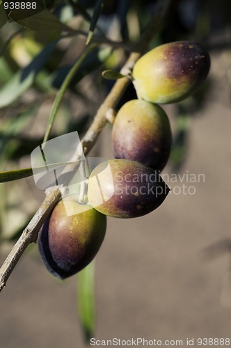 Image of Bunch of Olives