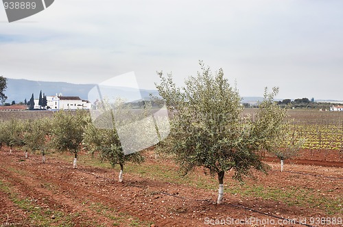 Image of Olive grove