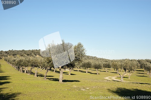 Image of Olive grove