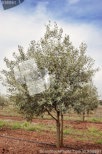 Image of Olive grove