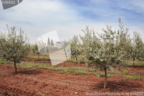 Image of Olive grove