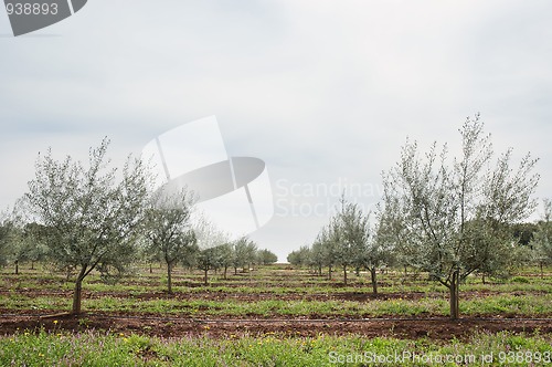 Image of Olive grove