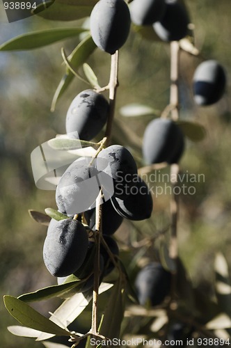 Image of Bunch of Olives