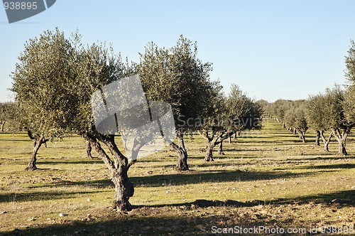 Image of Olive grove