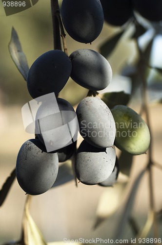 Image of Bunch of Olives