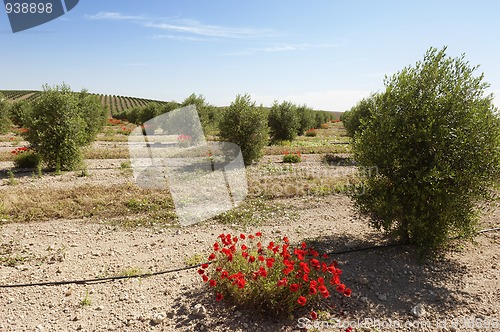 Image of Olive grove