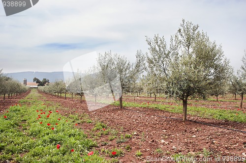 Image of Olive grove