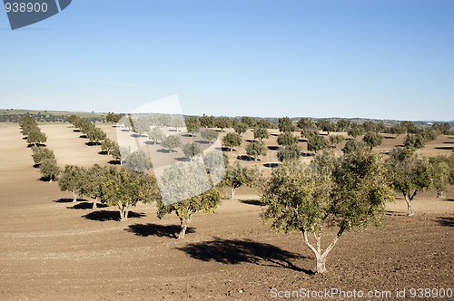 Image of Olive grove