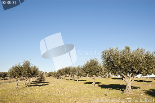 Image of Olive grove