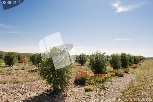 Image of Olive grove