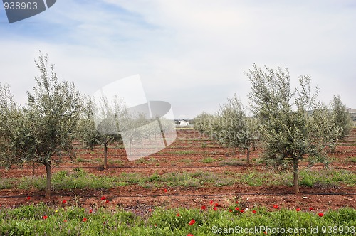 Image of Olive grove