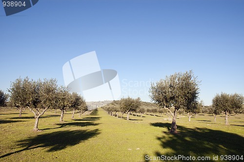 Image of Olive grove