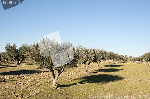 Image of Olive grove