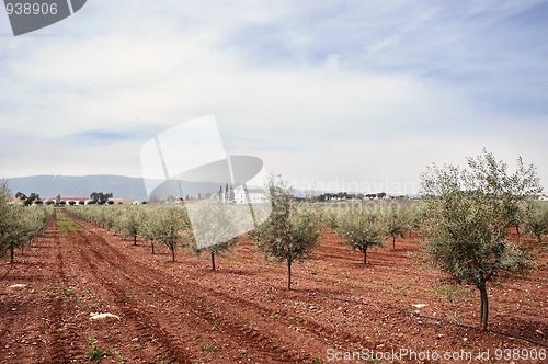 Image of Olive grove