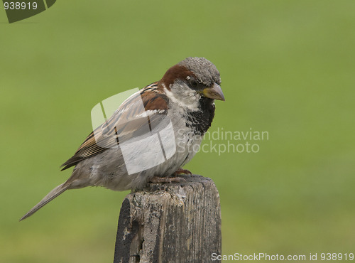 Image of House Sparrow